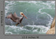 Pelican Landing Wall Decal
