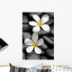 Two Frangipani Flowers And Stones Wall Decal