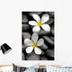 Two Frangipani Flowers And Stones Wall Decal