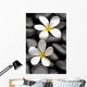Two Frangipani Flowers And Stones Wall Decal