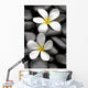 Two Frangipani Flowers And Stones Wall Decal
