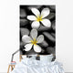 Two Frangipani Flowers And Stones Wall Decal