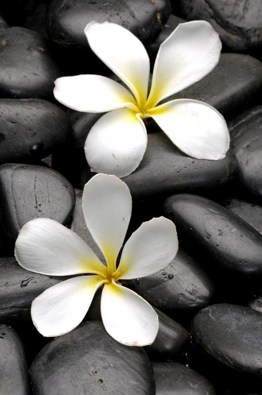 Two Frangipani Flowers And Stones Wall Decal