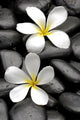 Two Frangipani Flowers And Stones Wall Decal