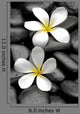 Two Frangipani Flowers And Stones Wall Decal