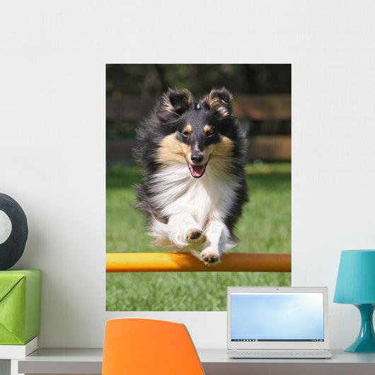 Agility Sheltie Dog Wall Decal