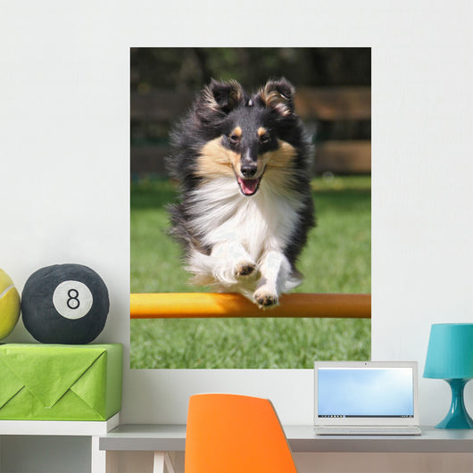 Agility Sheltie Dog Wall Decal