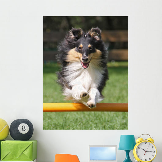 Agility Sheltie Dog Wall Decal