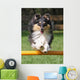 Agility Sheltie Dog Wall Decal