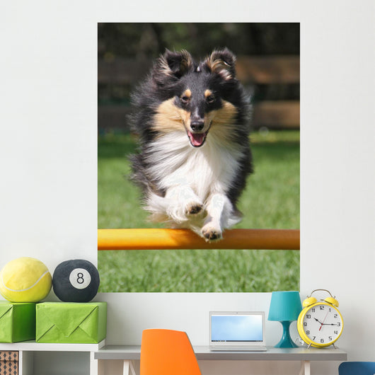 Agility Sheltie Dog Wall Decal