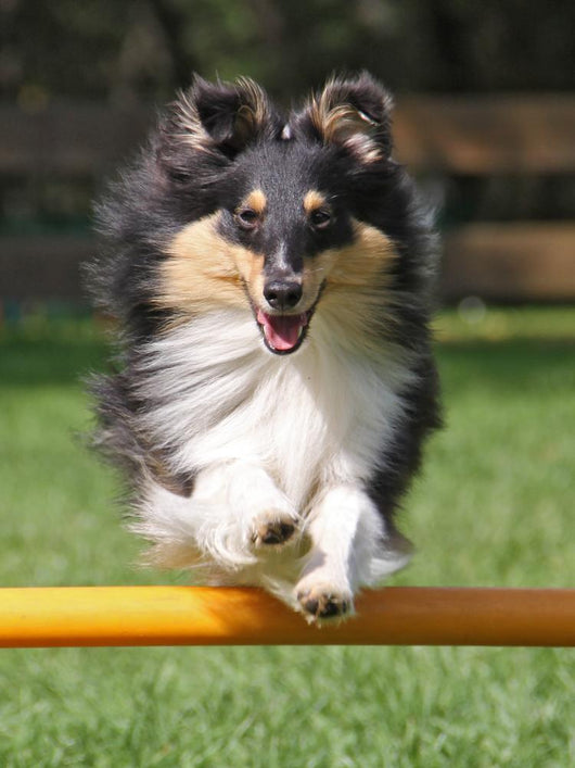 Agility Sheltie Dog Wall Decal