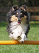 Agility Sheltie Dog Wall Decal
