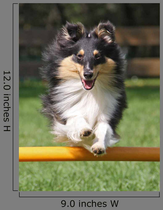 Agility Sheltie Dog Wall Decal