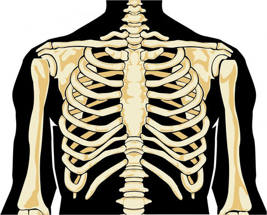 Human Chest Wall Decal