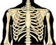 Human Chest Wall Decal