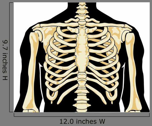 Human Chest Wall Decal