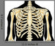 Human Chest Wall Decal