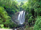 Forest Waterfall Wall Decal