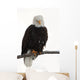 Bald Eagle Wall Decal