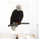 Bald Eagle Wall Decal