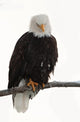 Bald Eagle Wall Decal