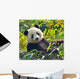 Hungry Giant Panda Bear Wall Decal