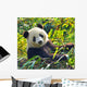 Hungry Giant Panda Bear Wall Decal