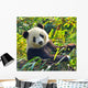 Hungry Giant Panda Bear Wall Decal