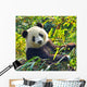 Hungry Giant Panda Bear Wall Decal