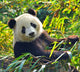 Hungry Giant Panda Bear Wall Decal