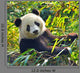 Hungry Giant Panda Bear Wall Decal