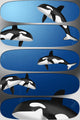 Orcas Banners Wall Decal