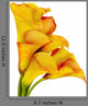Yellow Calla Lilies Wall Decal