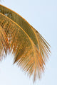 Palm Mature Coconut Wall Decal