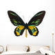 Rothschilda S Birdwing Ornithoptera Wall Decal