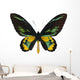 Rothschilda S Birdwing Ornithoptera Wall Decal