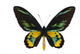 Rothschilda S Birdwing Ornithoptera Wall Decal