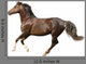 Galloping Horse Wall Decal