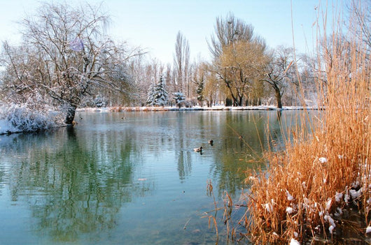 Winter Pond With Ducks Wall Decal