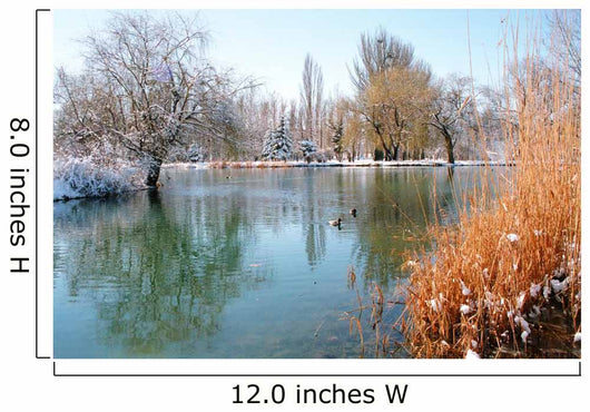 Winter Pond With Ducks Wall Decal