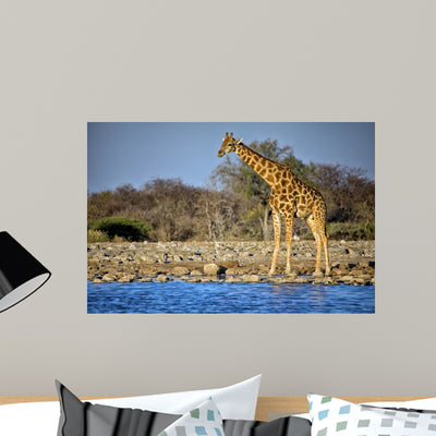 Giraffe Standing Near Waterhole Wall Decal shown on a wall