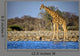 Giraffe Standing Near Waterhole Wall Decal