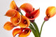 Orange Calla Lilieszantedeschia Over Wall Decal