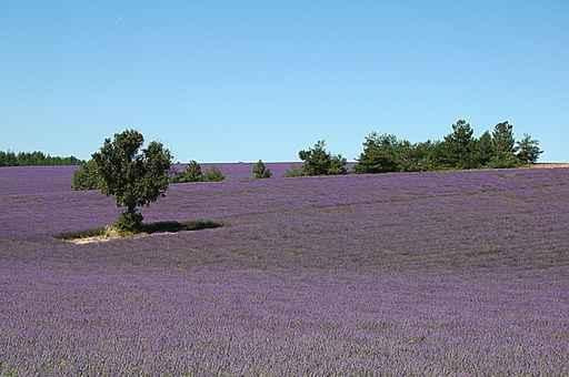 Champ Lavandes En Provence Wall Decal