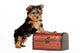 Yorkie Puppy White Wall Decal