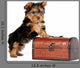 Yorkie Puppy White Wall Decal