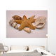 Starfish And Shells Wall Decal