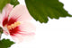 Hibiscus Flower White Wall Decal