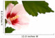 Hibiscus Flower White Wall Decal