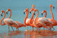 Flamingos Are Walking River Wall Decal